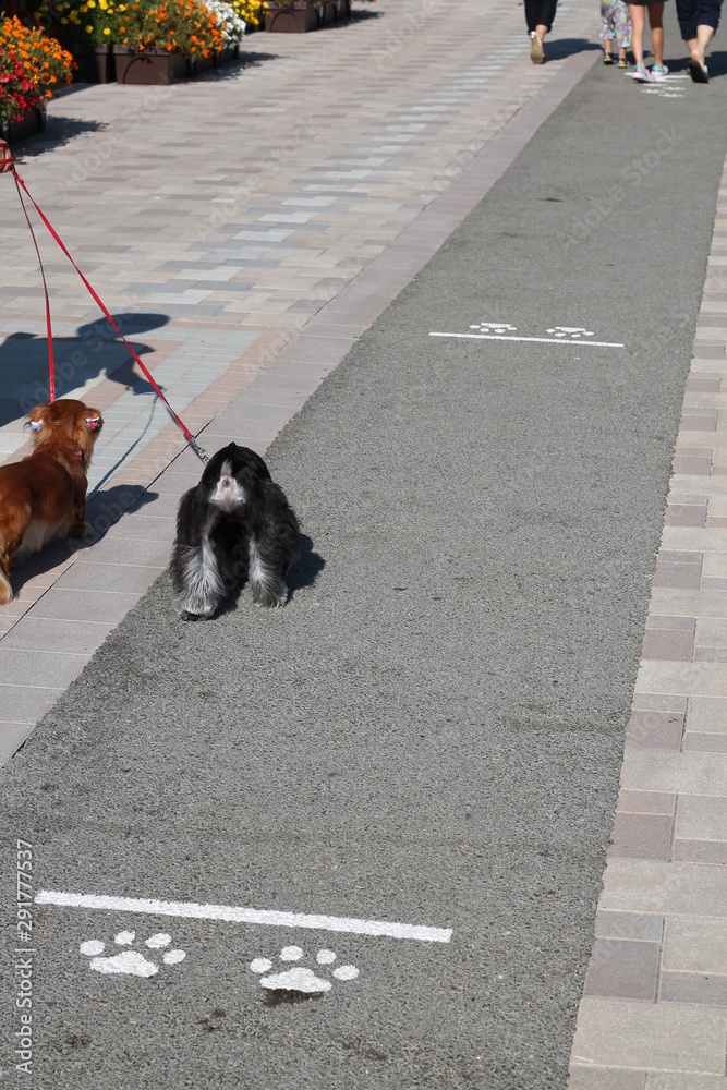 Trottoir à chien au Japon