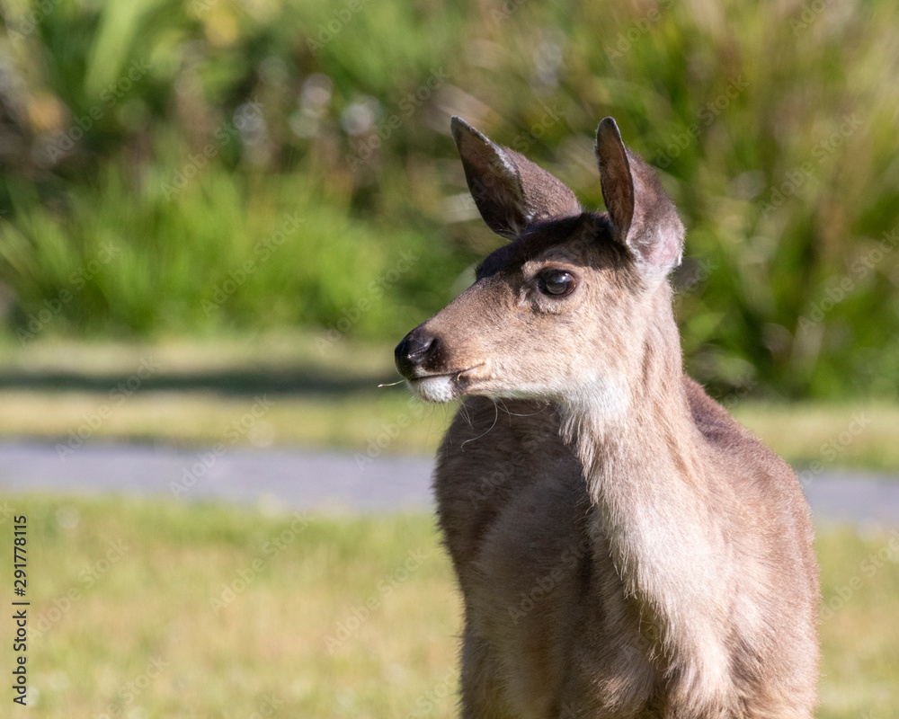 Deer looking to the side