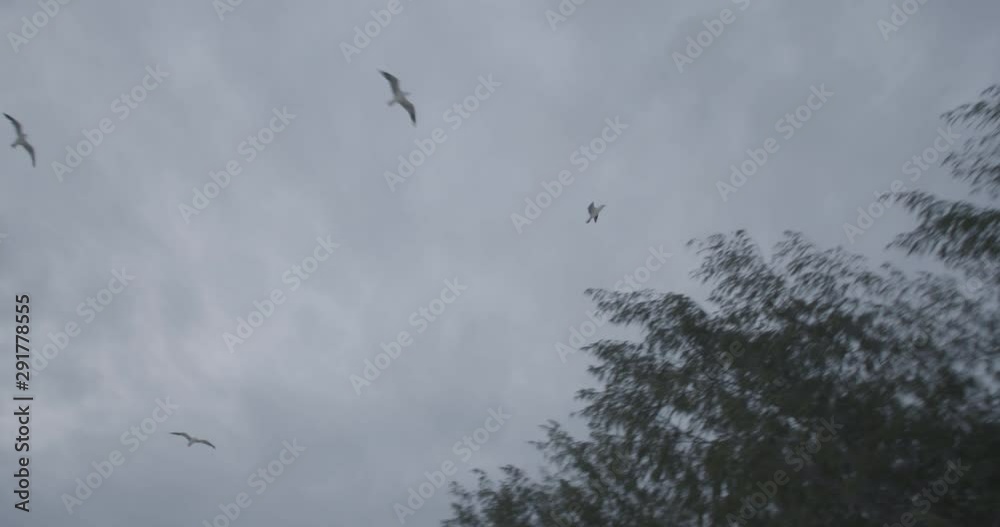 Low angle, flock of seagulls over Heron Island Low angle, flock of seagulls over Heron Island