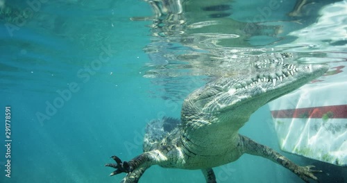 Floating crocodile by boat, slow motion