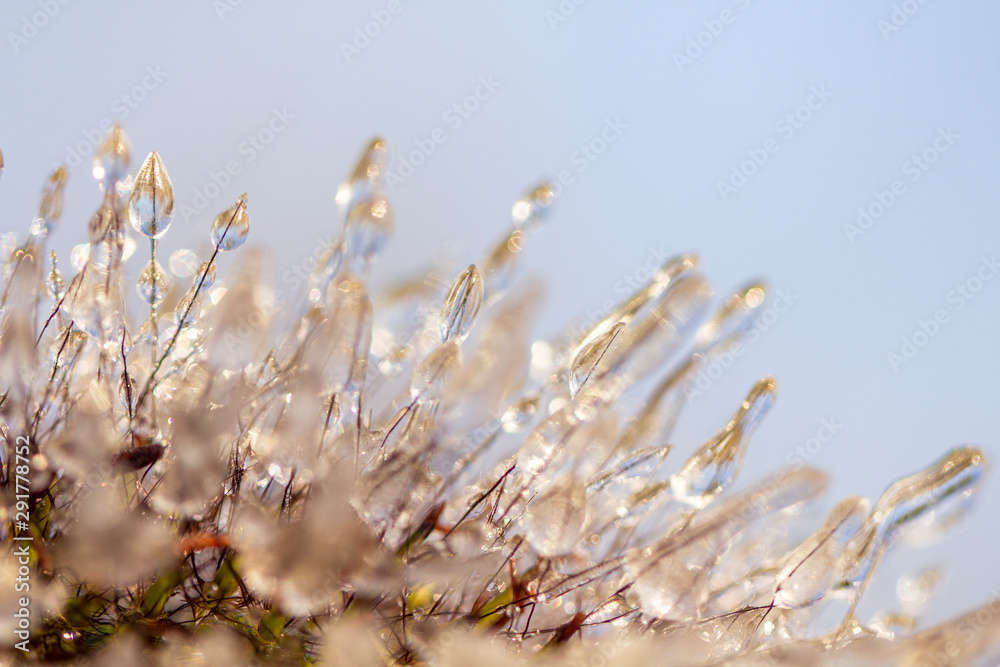 Spikes of pennisetum in hoarfrost and ice. Close-up Spikes of pennisetum in hoarfrost and ice. Close-up