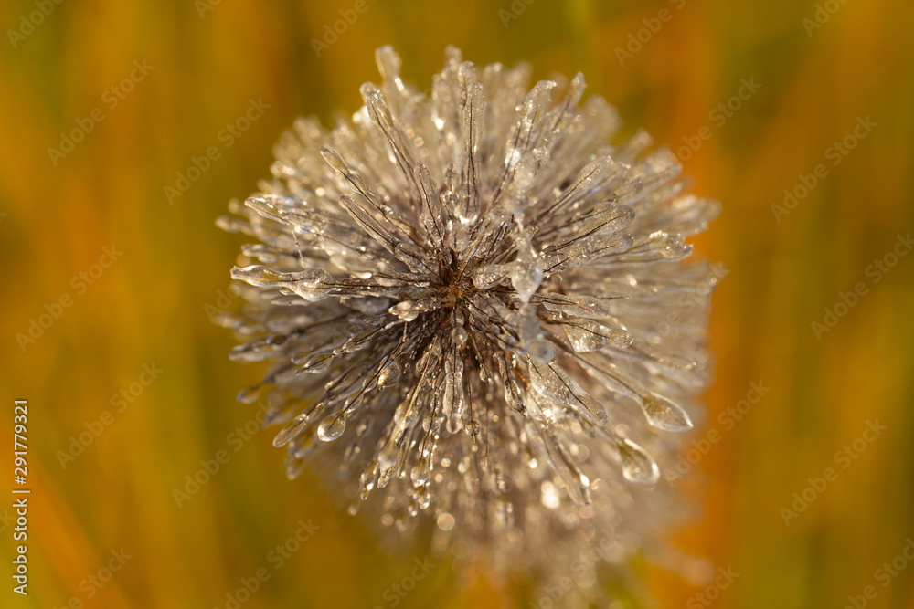 Spikes of pennisetum in hoarfrost and ice. Close-up Spikes of pennisetum in hoarfrost and ice. Close-up