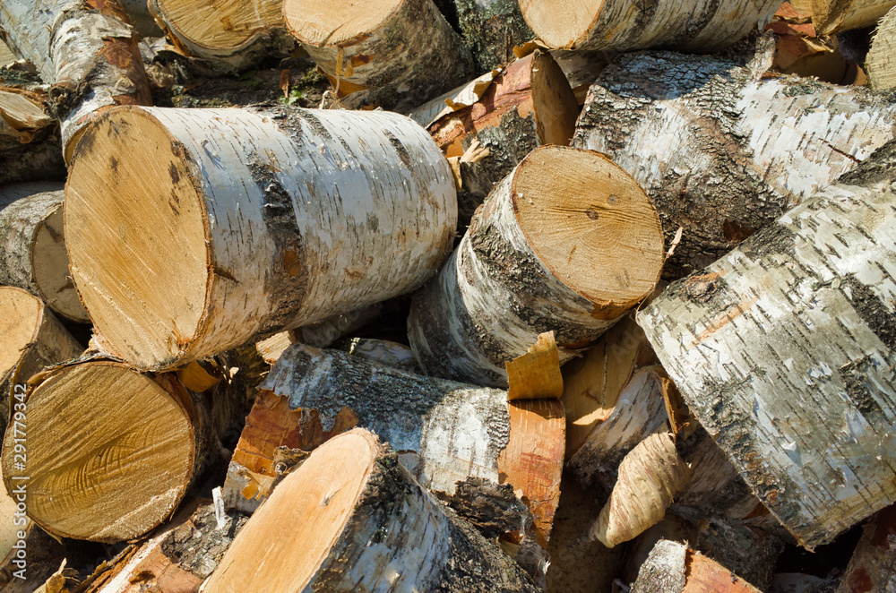 Logging for the winter season. A bunch of stumps for firewood Logging for the winter season. A bunch of stumps for firewood