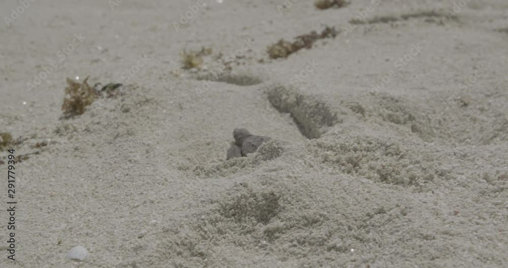 Hatched turtle crawls on beach, slow motion Hatched turtle crawls on beach, slow motion
