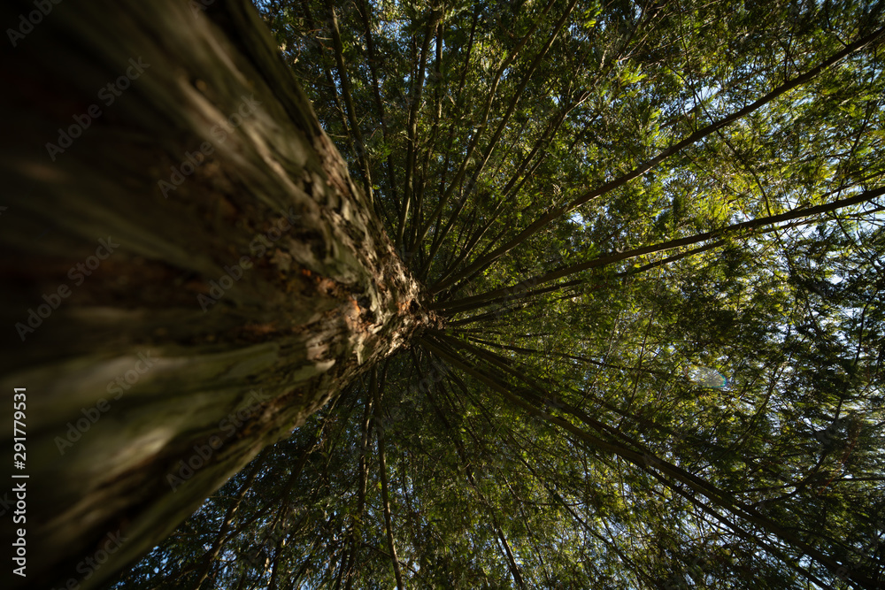 Árbol desde el tronco a las hojas Árbol desde el tronco a las hojas