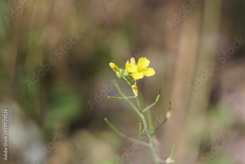 Fototapeta Naklejka Na Ścianę i Meble -  Little yellow arugula flower in the garden (Eruca sativa)