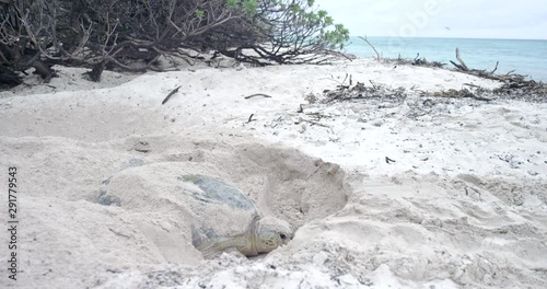 Close up, nesting mother turtle in Australia