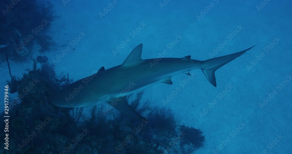 Slow motion, shark swims in remote ocean Slow motion, shark swims in remote ocean
