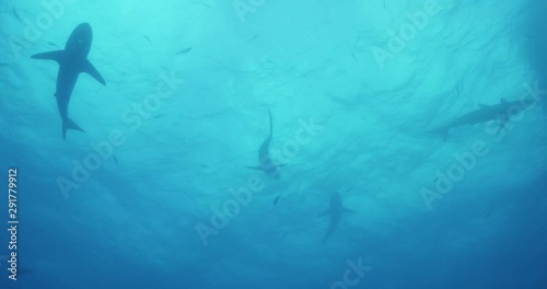 Herd of grey reef sharks, low angle