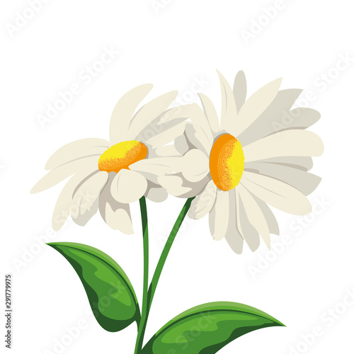 Beautiful flowers design vector illustration
