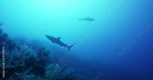 Sharks swim over coral reef, slow motion