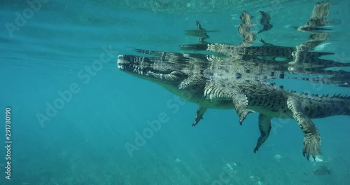 Slow motion, crocodile at water surface