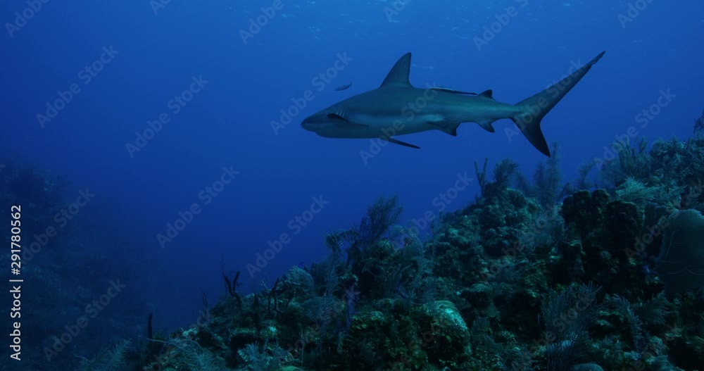 Slow motion, lone grey reef shark Slow motion, lone grey reef shark