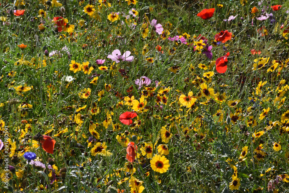 Field of wild flowers