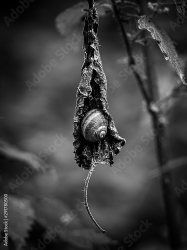 Snail in a Leaf © Markus Semmler