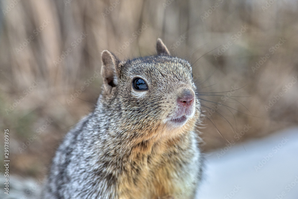 Rock squirrel portrait Rock squirrel portrait