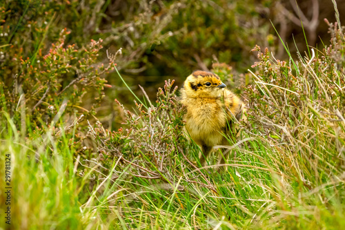 Red Grouse chick in Spring time,  facing right,  in natural moorland habitat with heather and grasses. Horizontal.  Space for copy.