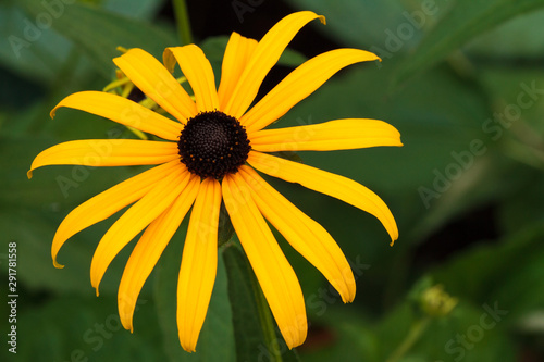 Rudbekia hirta or rudbekies or Black-eye Susan are popular yellow flower in North-America photo