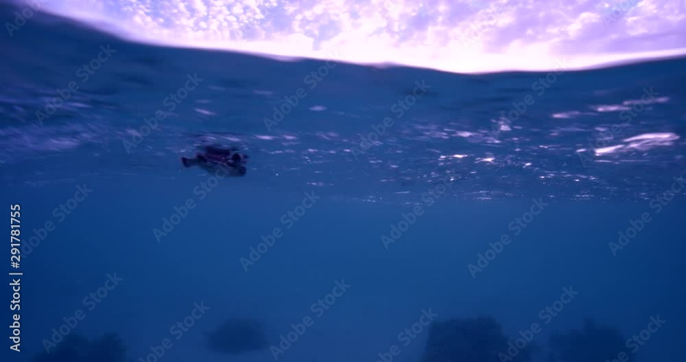 Newly hatched turtle swims, slow motion Newly hatched turtle swims, slow motion