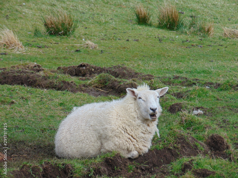 Obraz premium A sheep