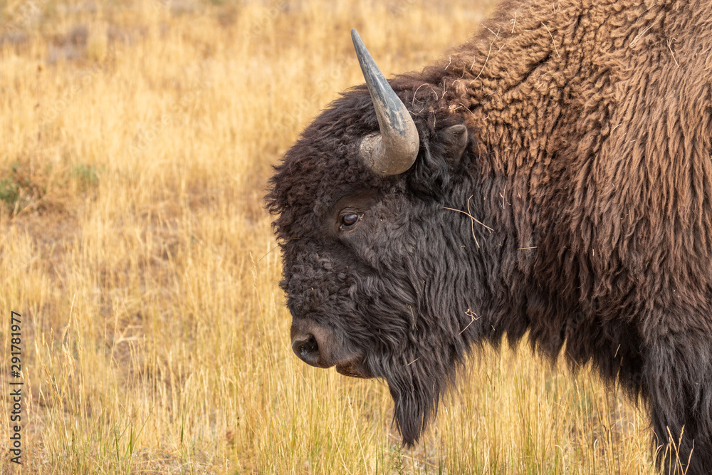 Bison Bull