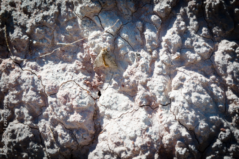Obraz premium Moth on dry earth
