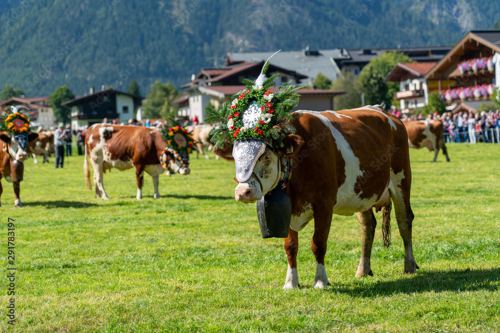 Almabtrieb der Kühe in Pertisau Almabtrieb der Kühe in Pertisau