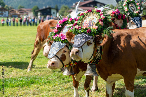 Alm Abtrieb der Kühe in Pertisau