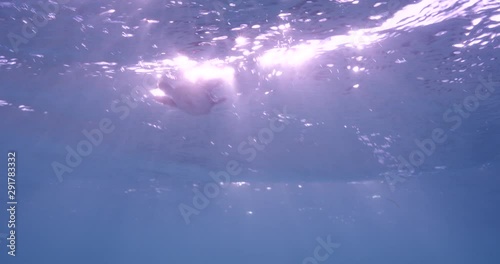 Baby turtle swims in ocean, slow motion