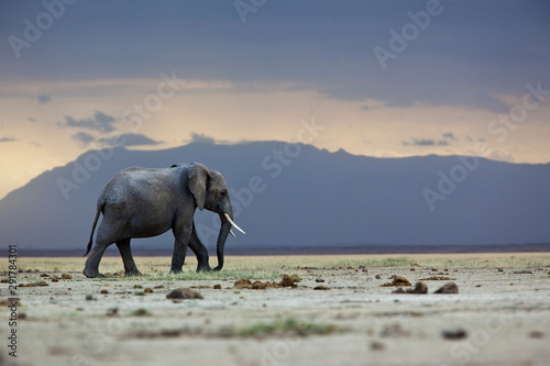 A lone elephant walking in the distance, Amboseli region, Kenya