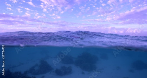 Baby turtle in shallow water. slow motion