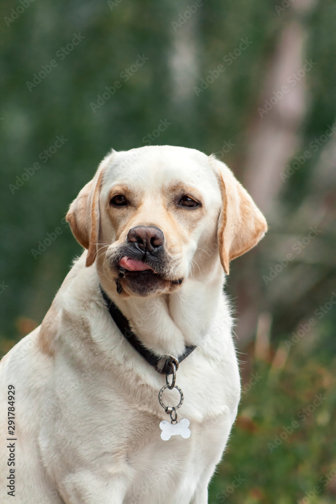 Golden labrador dog in a collar sitting in the park and licking. Animal portrait.