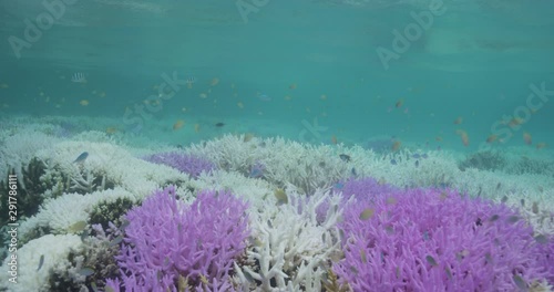 Colorful reef habitat, slow motion