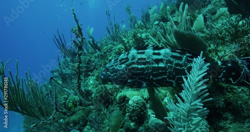 Tropical spotted fish in Australia, slow motion