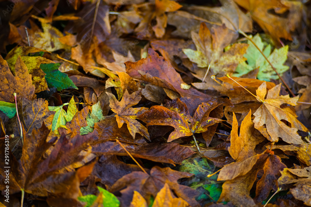 Falling Maple Leaf On The Ground In Autumn Adding Vibrant Fall Color To The Landscape Of Pacific Northwest, Washington, United States Falling Maple Leaf On The Ground In Autumn Adding Vibrant Fall Color To The Landscape Of Pacific Northwest, Washington, United States