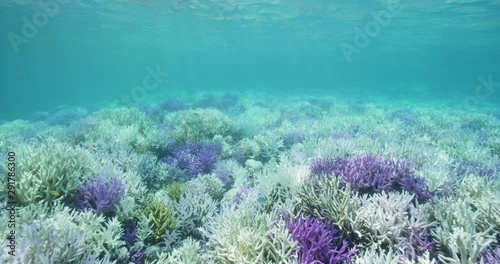 Slow motion, colorful coral reef in Australia