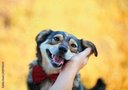 human hands stroking behind the ears cute brown pretty a smiling dog in a sma...