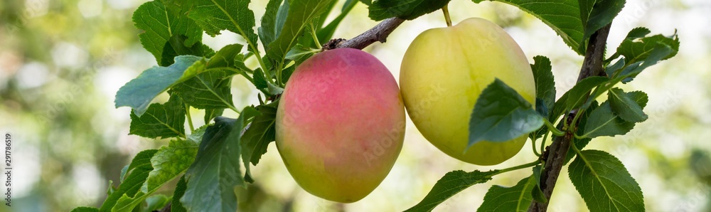 banner of Fruits of a mature purple plum on a tree branch in a garden close-up