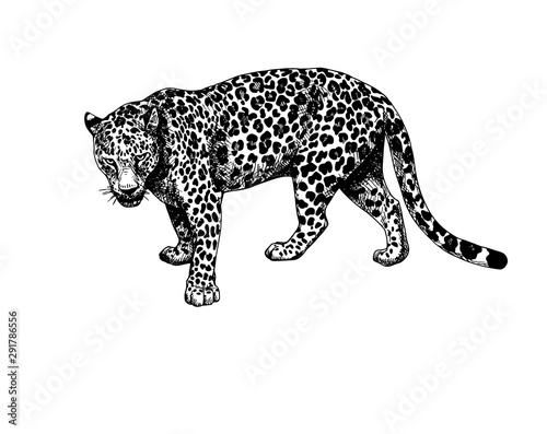 Leopard standing graphics hatching vector