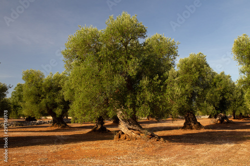 Millenary olive Trees, Puglia, Italy photo