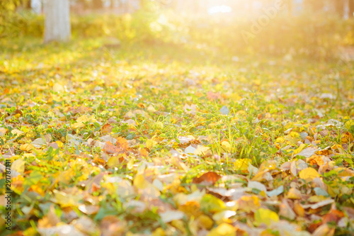 fallen autumn leaves on grass in sunny morning light, toned photo Beautiful autumn landscape with fallen yellow leaves and sun. Colorful foliage in the park. Falling leaves natural background