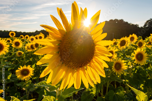 Sunflowers in Delaware