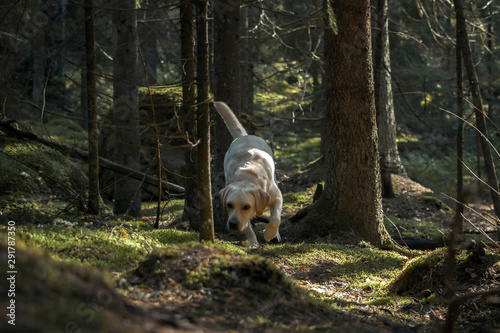 Golden labrador wandering in the pine forest in the morning.