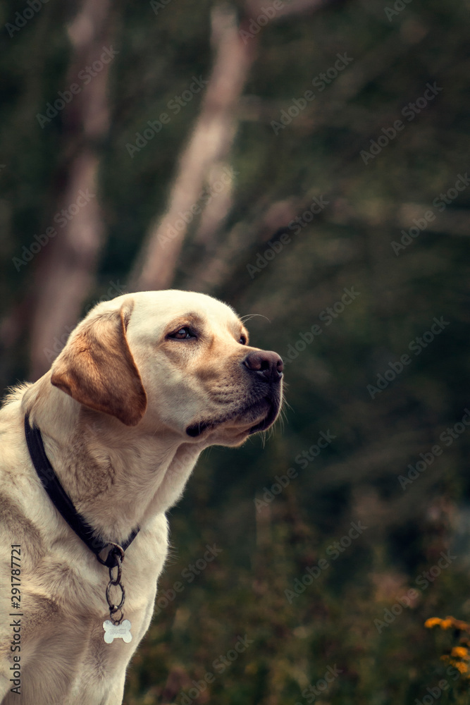 Golden labrador dog in a collar sitting in the park. Animal portrait.