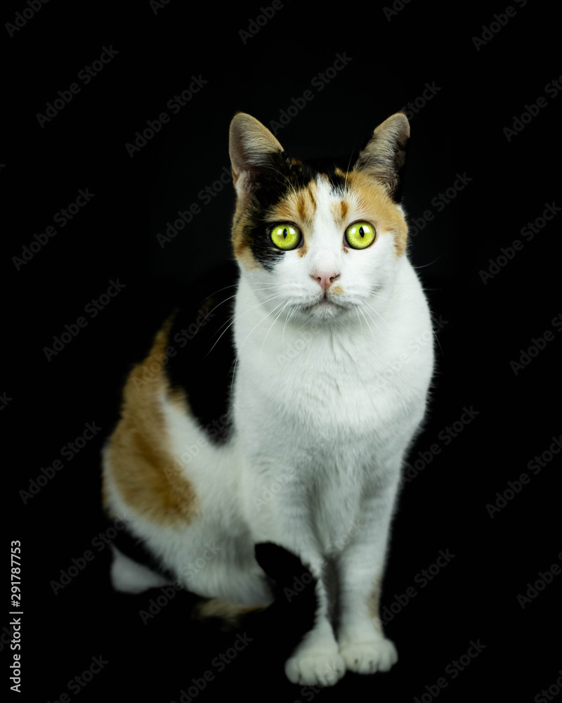 Tricolor Katze