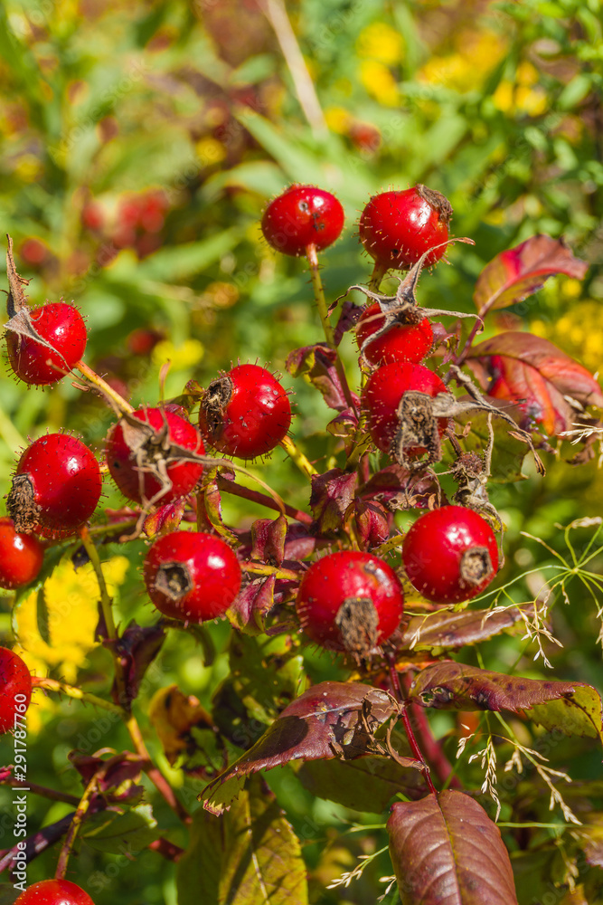Obraz premium &nbsp; Autumn rosehip bush in the thickets