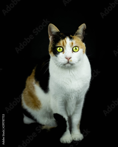 Tricolor Katze