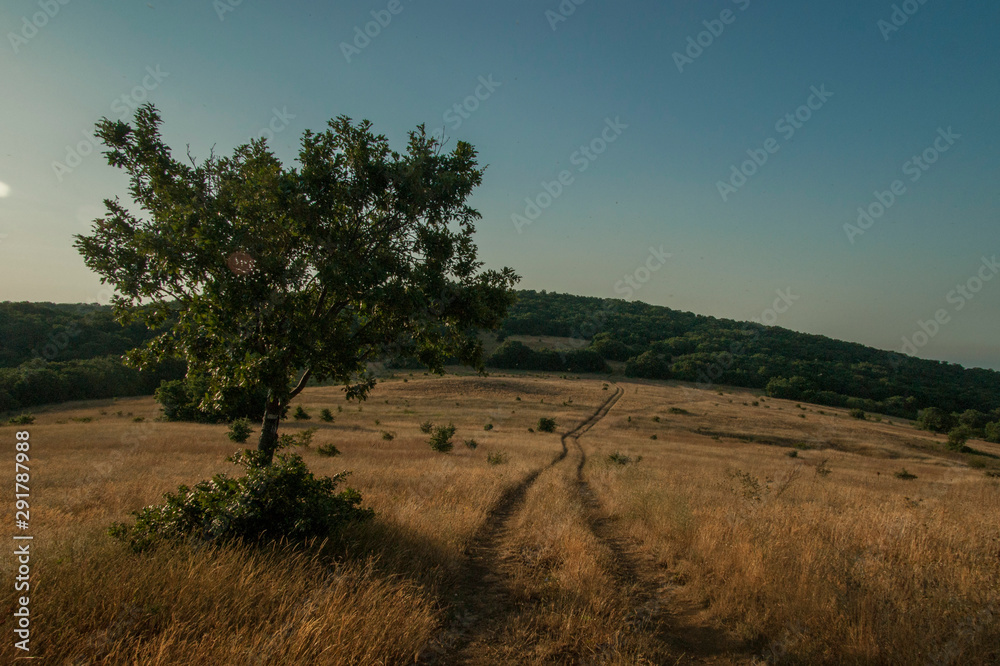 Field in the highland (Bulgaria)