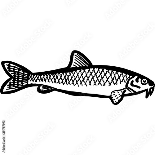 Hand Sketched Gudgeon Fish Vector