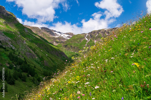 Flowering alpine meadow against mountains with snow patches